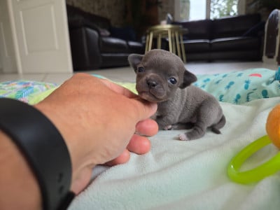 Les chiots de Chihuahua