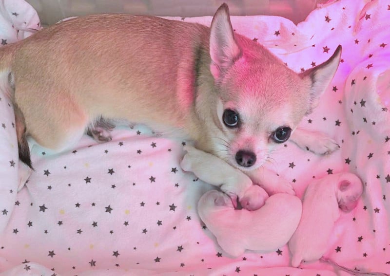 Chihuahua - De La Cite D'esmee