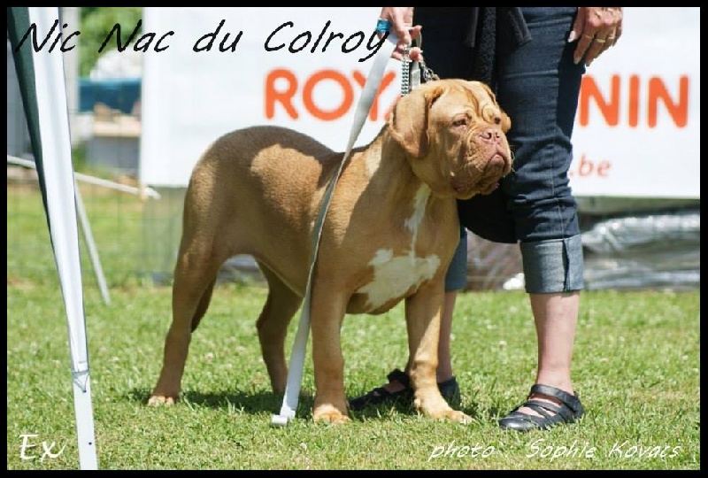 Nic nac Du Colroy - 4 ieme trés prometteur classe baby