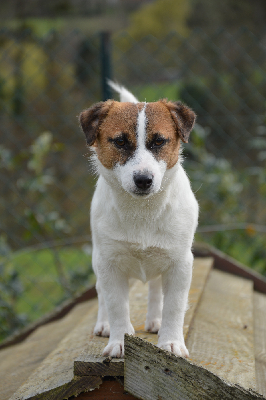 ALL STAR Jack N Roll