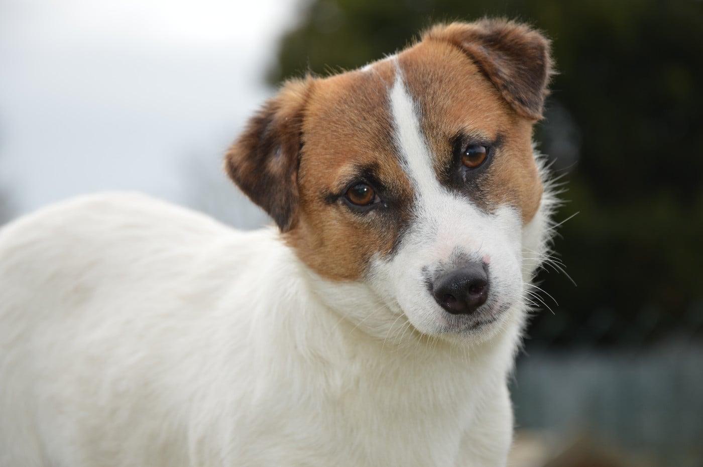 ALL STAR Jack N Roll