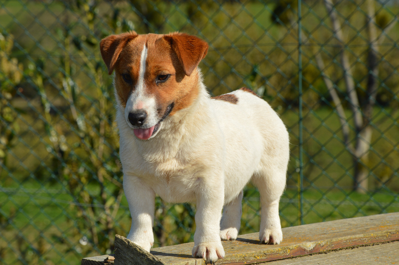 Alma Des Terriers Du Large