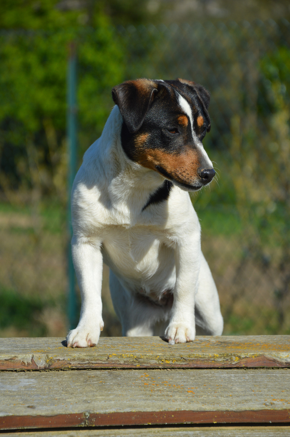 Apple Des Terriers Du Large
