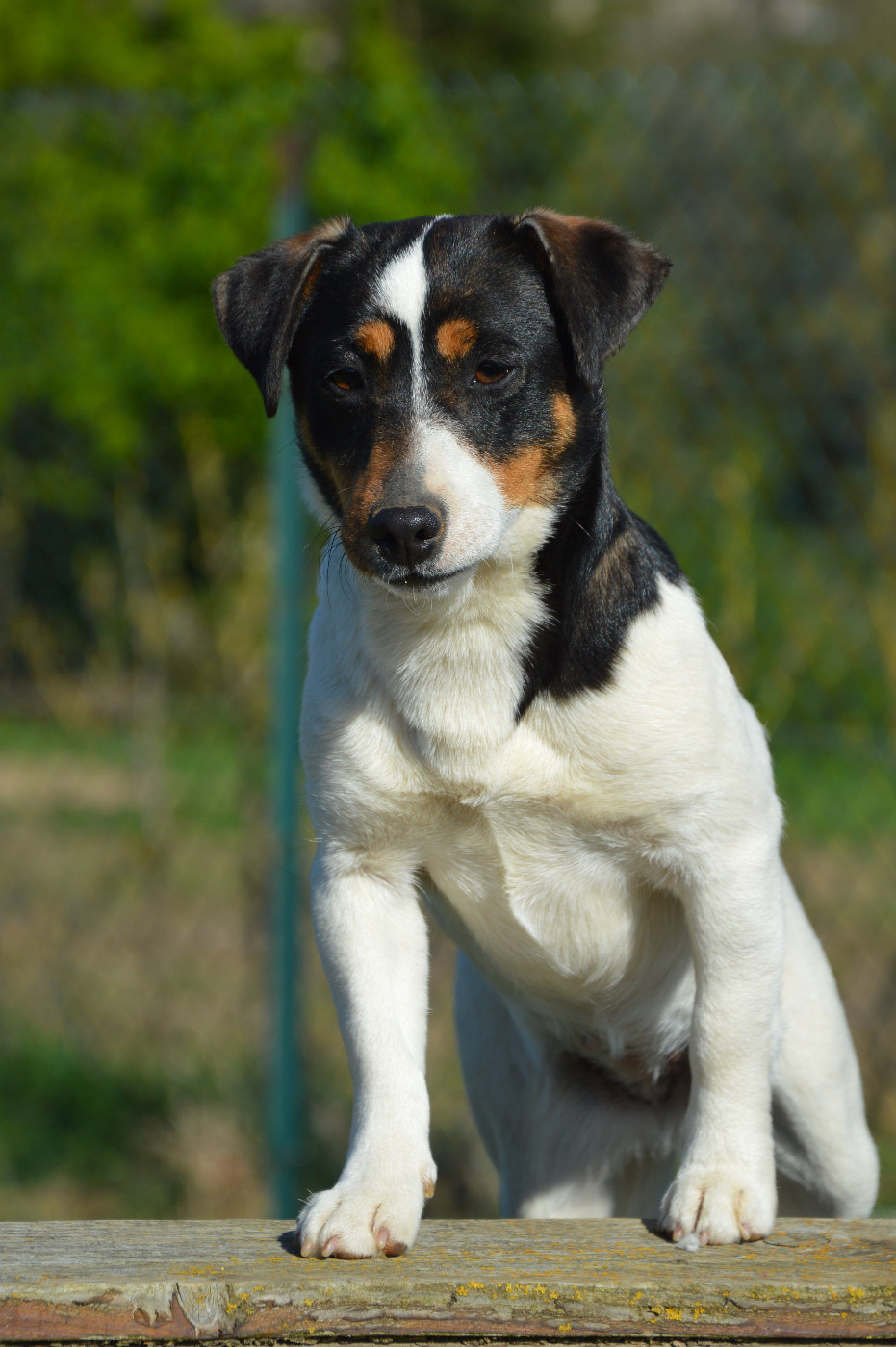Apple Des Terriers Du Large