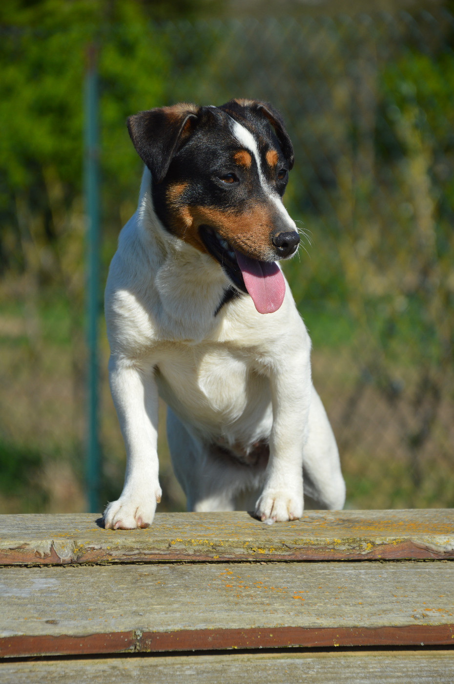 Apple Des Terriers Du Large