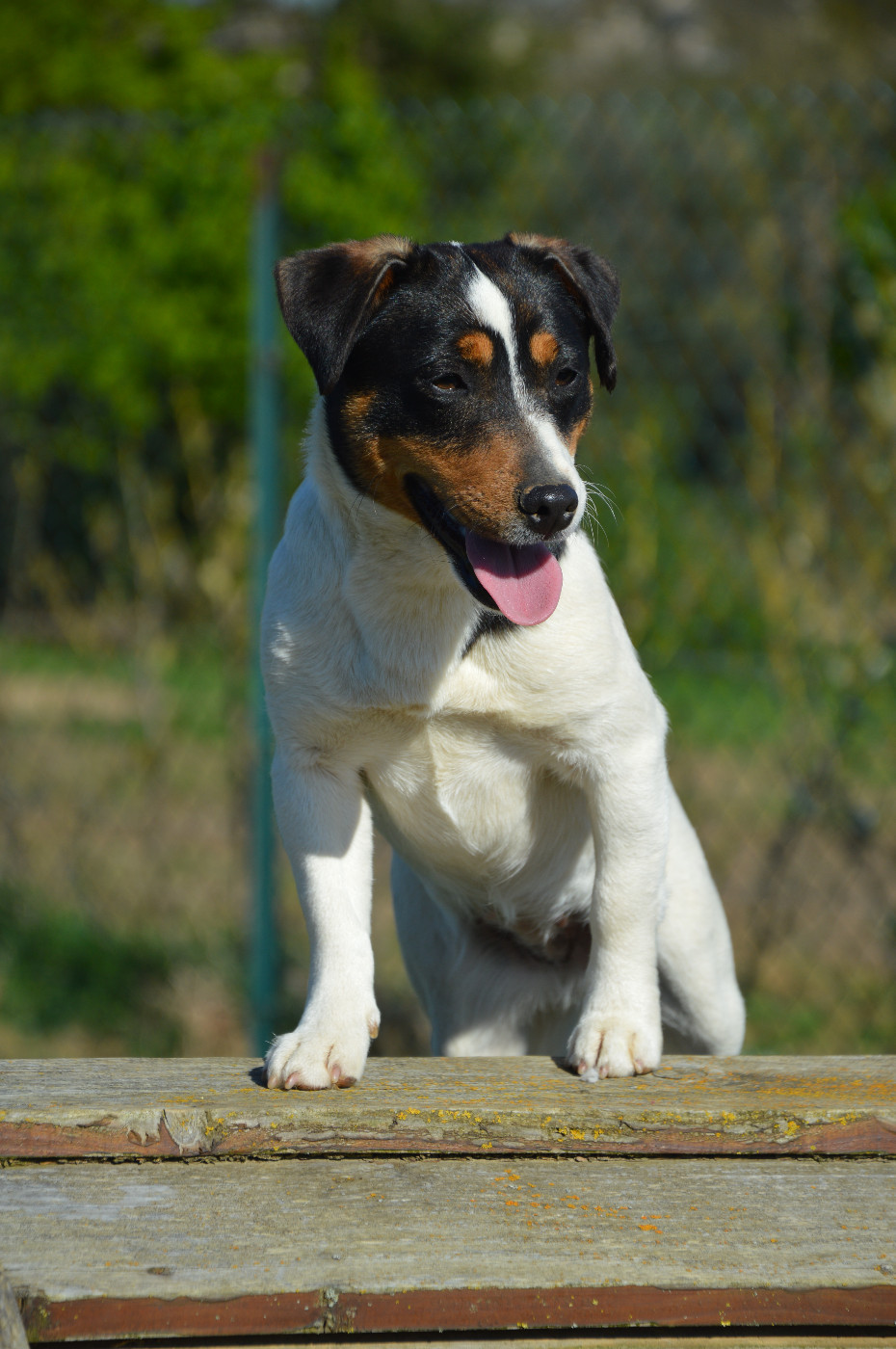 Apple Des Terriers Du Large