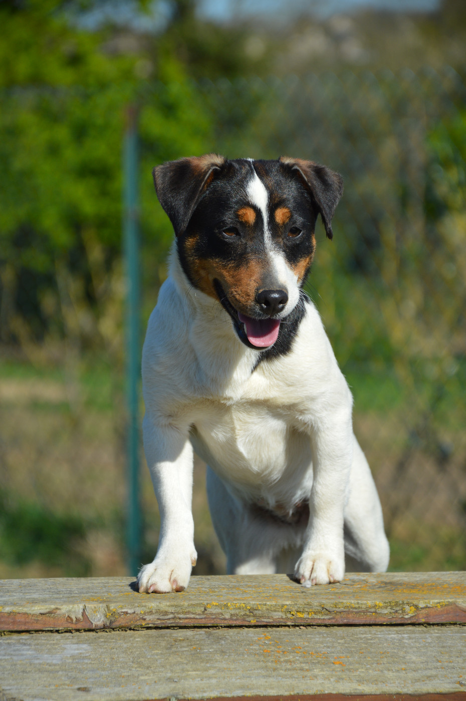 Apple Des Terriers Du Large
