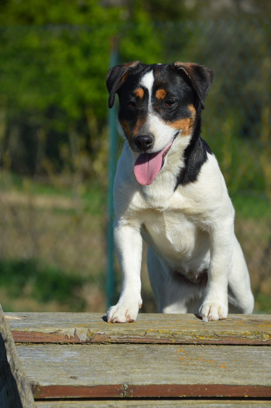 Apple Des Terriers Du Large
