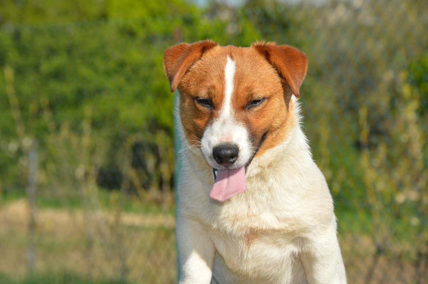 Alma Des Terriers Du Large