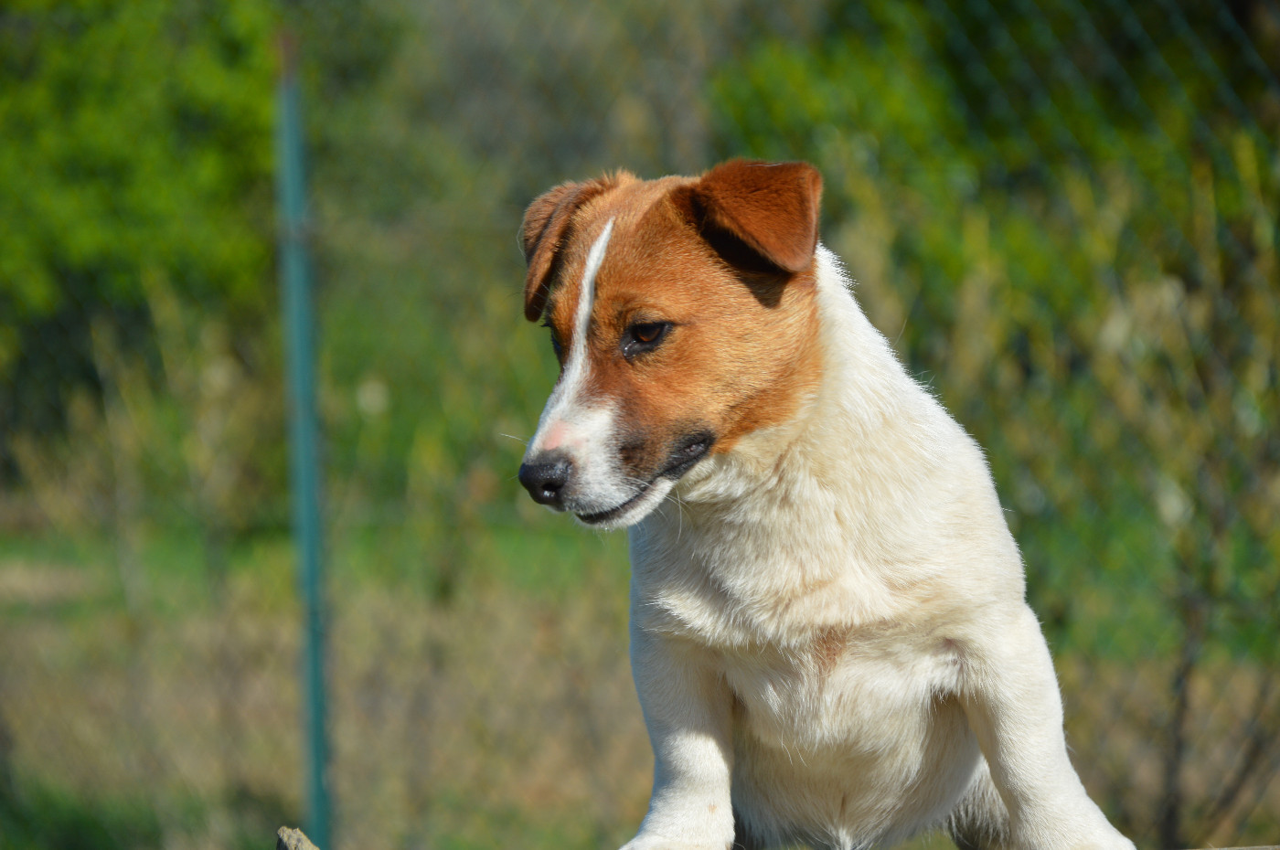 Alma Des Terriers Du Large