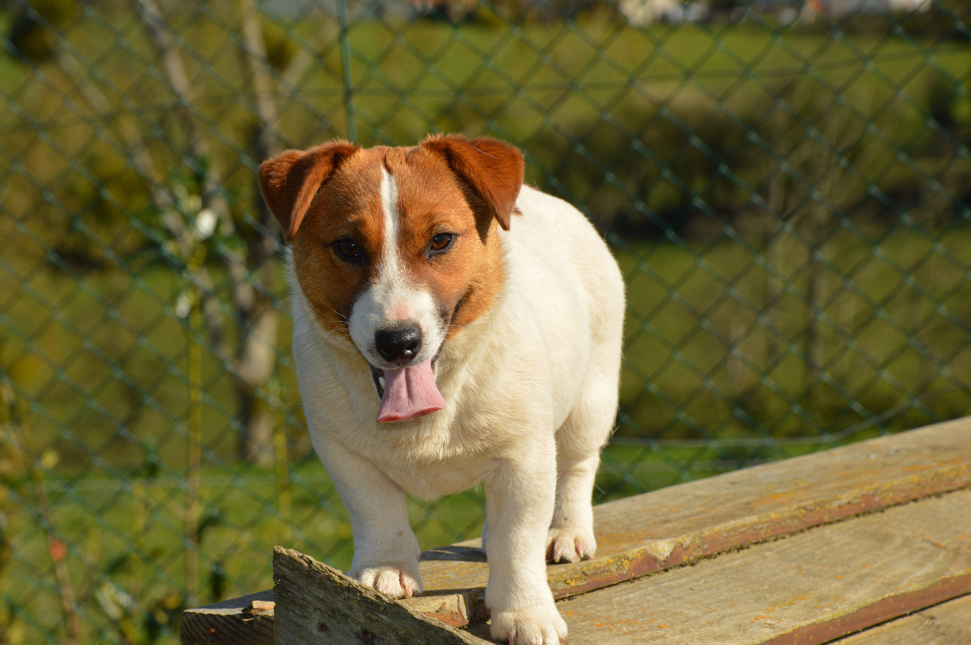Alma Des Terriers Du Large