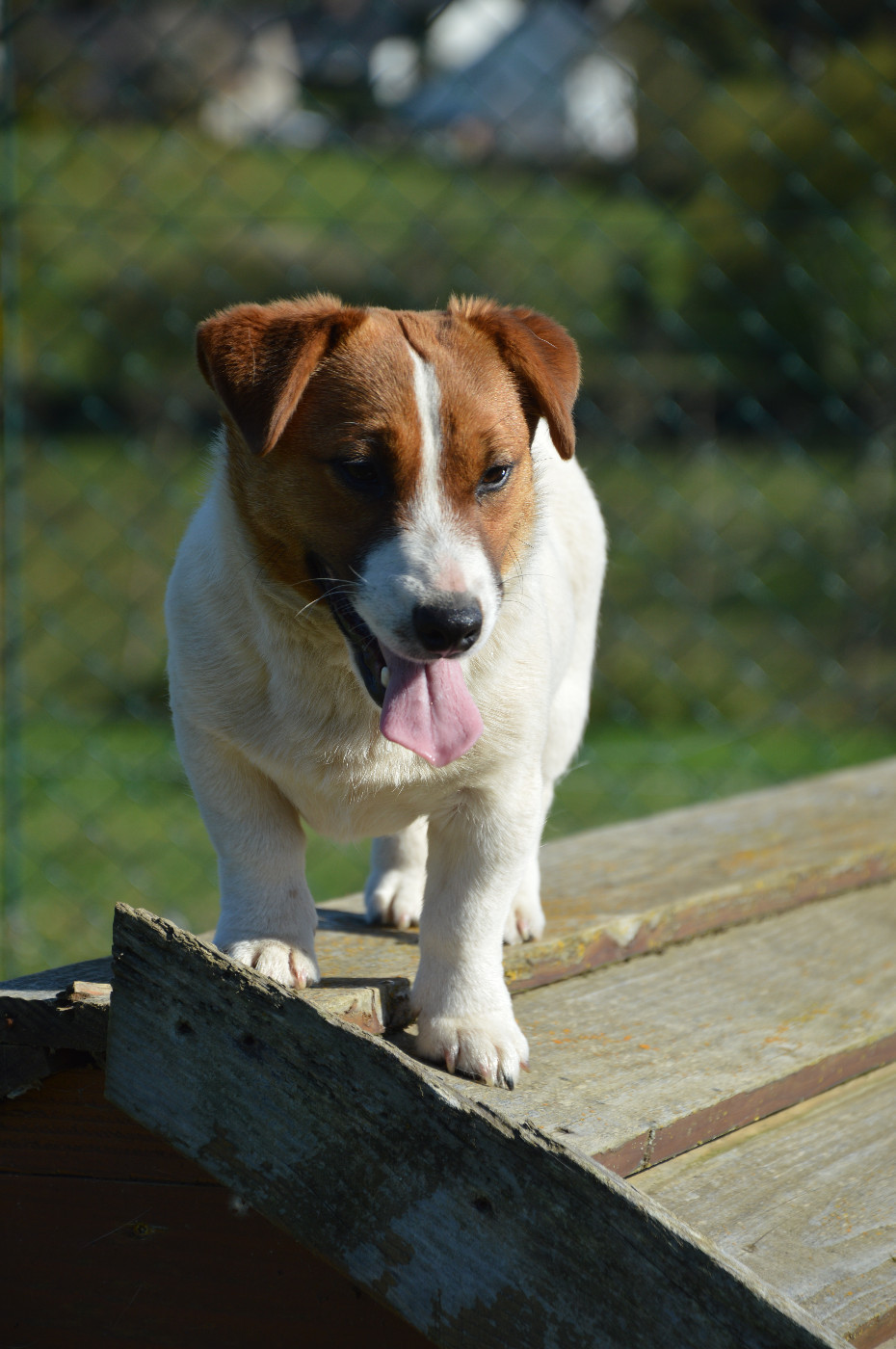 Alma Des Terriers Du Large