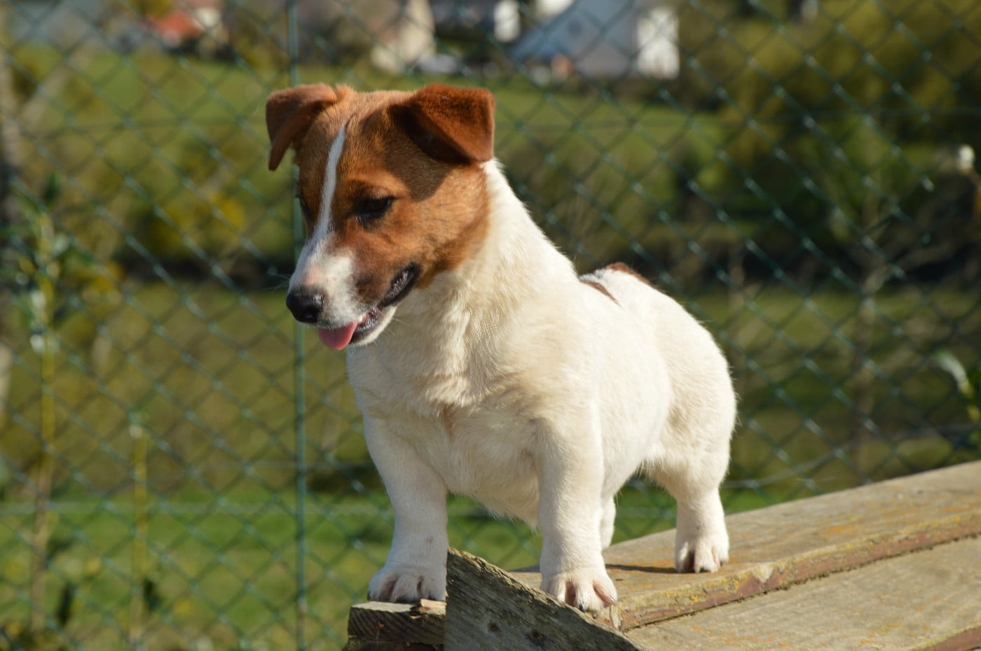 Alma Des Terriers Du Large