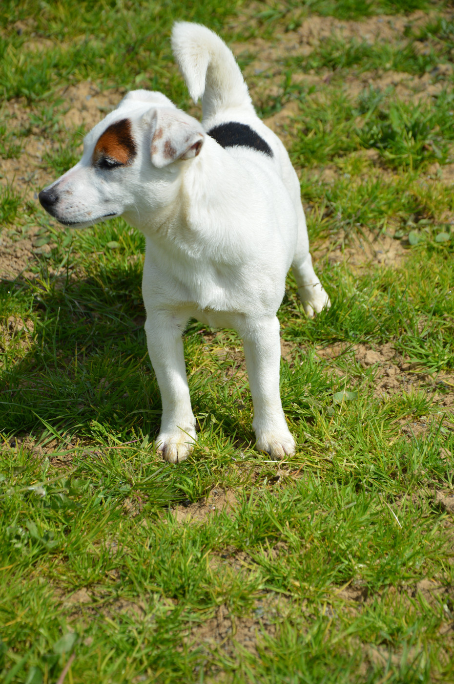 Alcôve Des Terriers Du Large