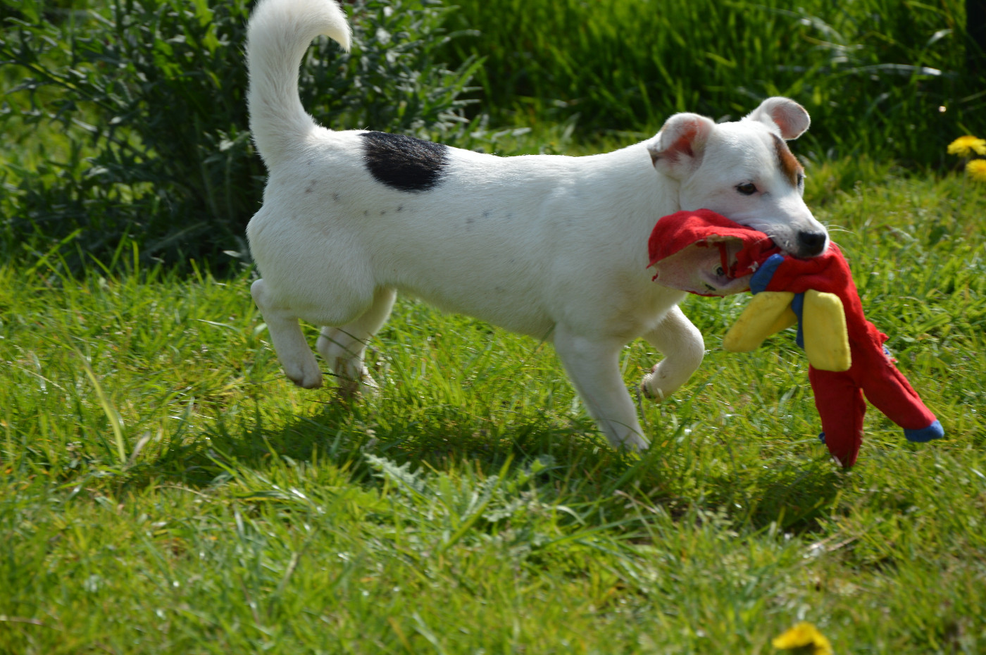 Alcôve Des Terriers Du Large