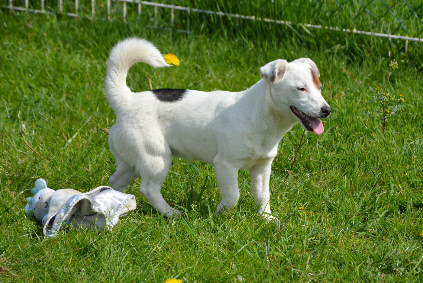 Alcôve Des Terriers Du Large