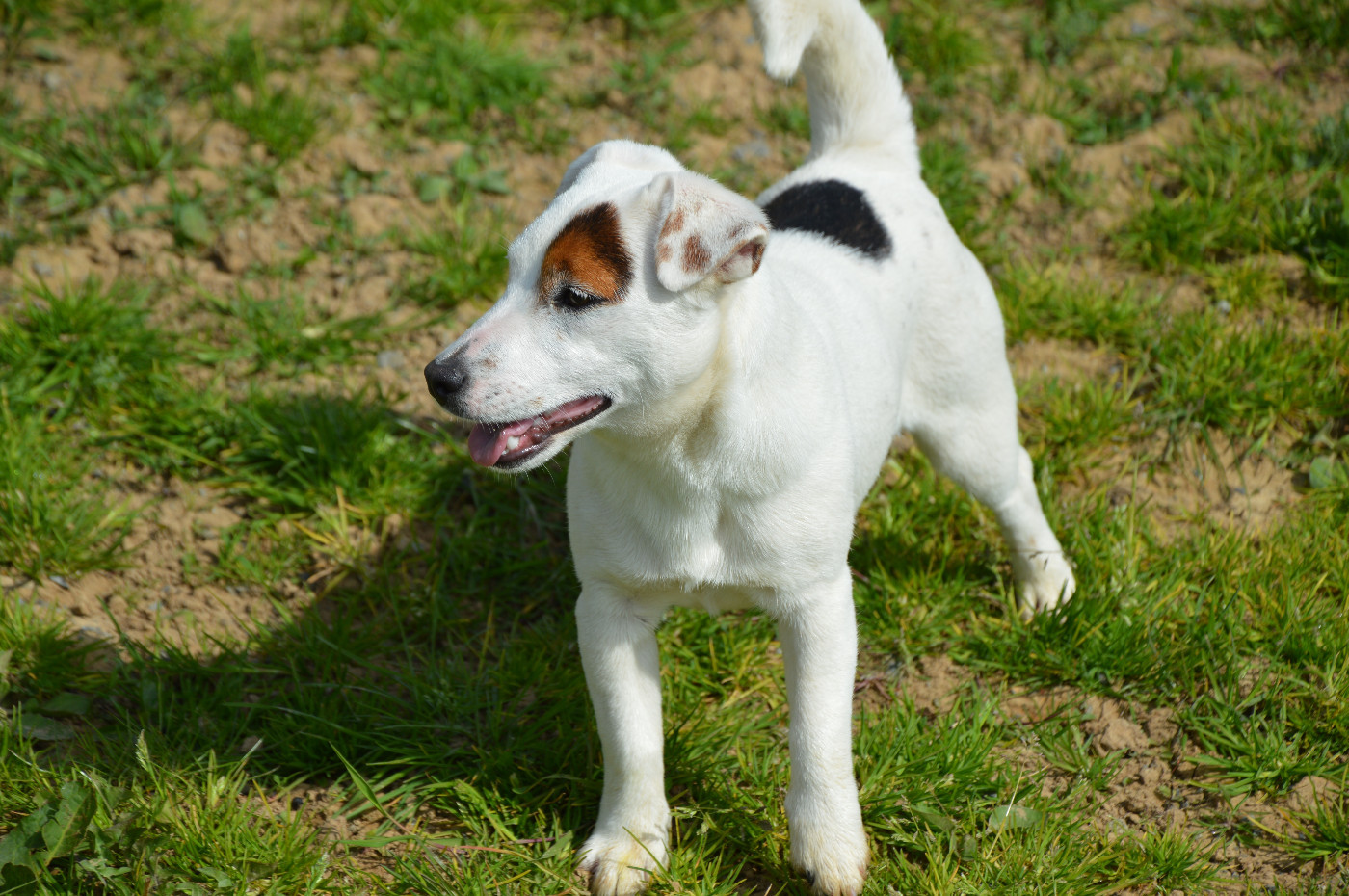 Alcôve Des Terriers Du Large