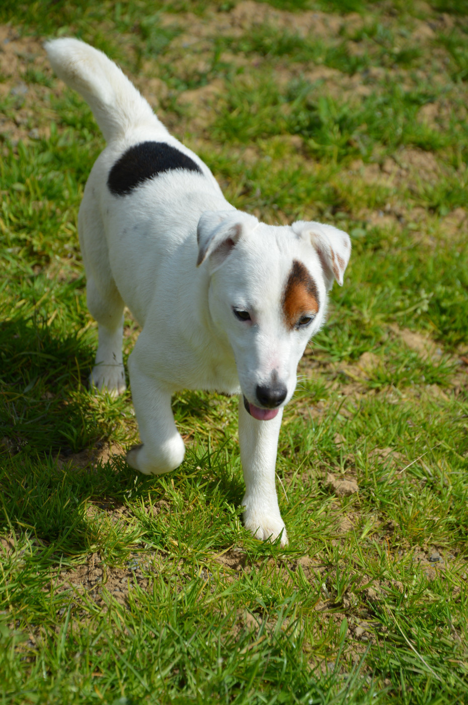 Alcôve Des Terriers Du Large