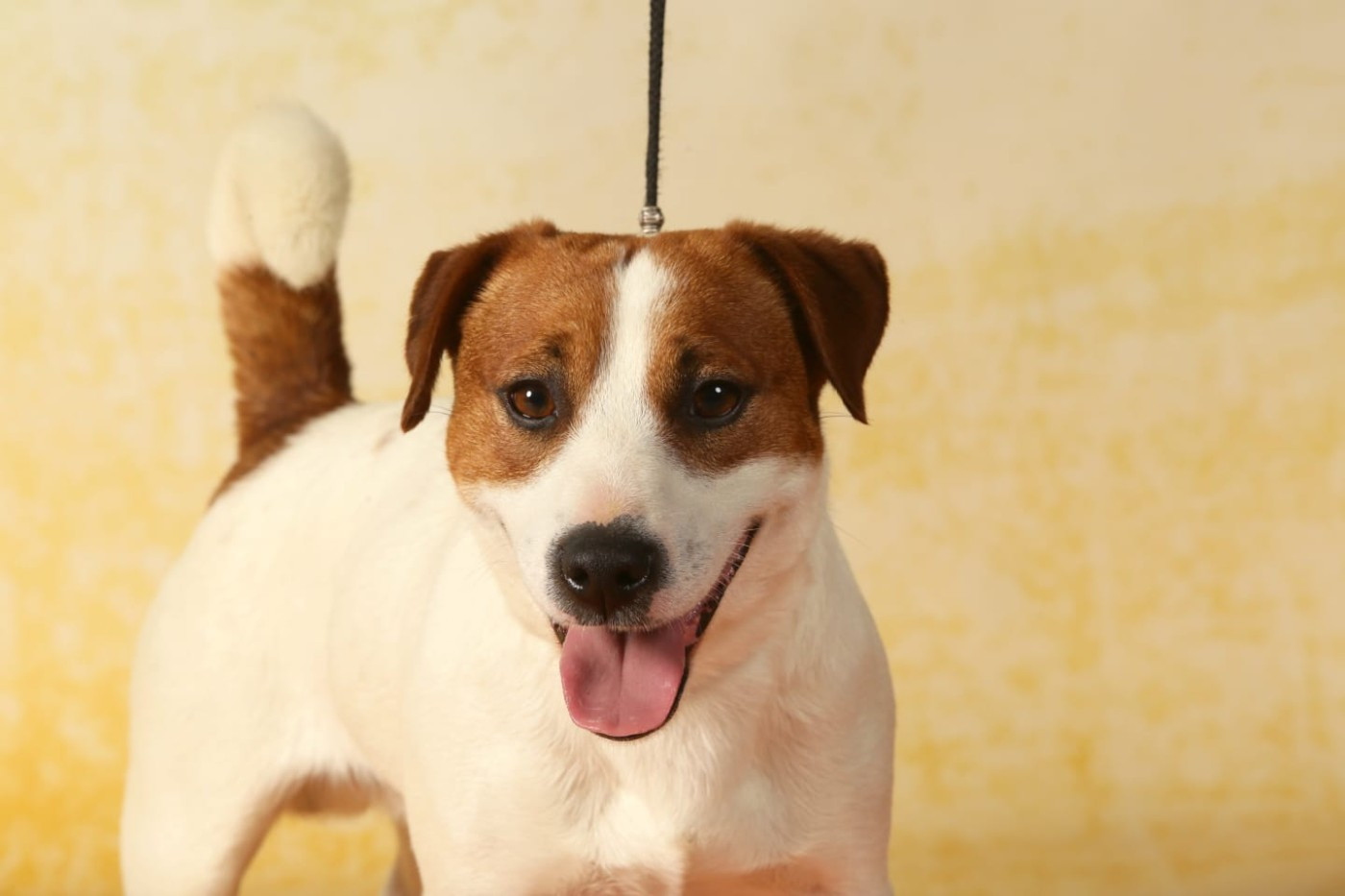 Publication : Des Terriers Du Large Auteur : Delphine delangre