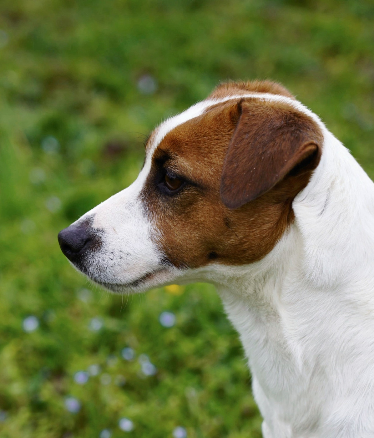 Publication : Des Terriers Du Large