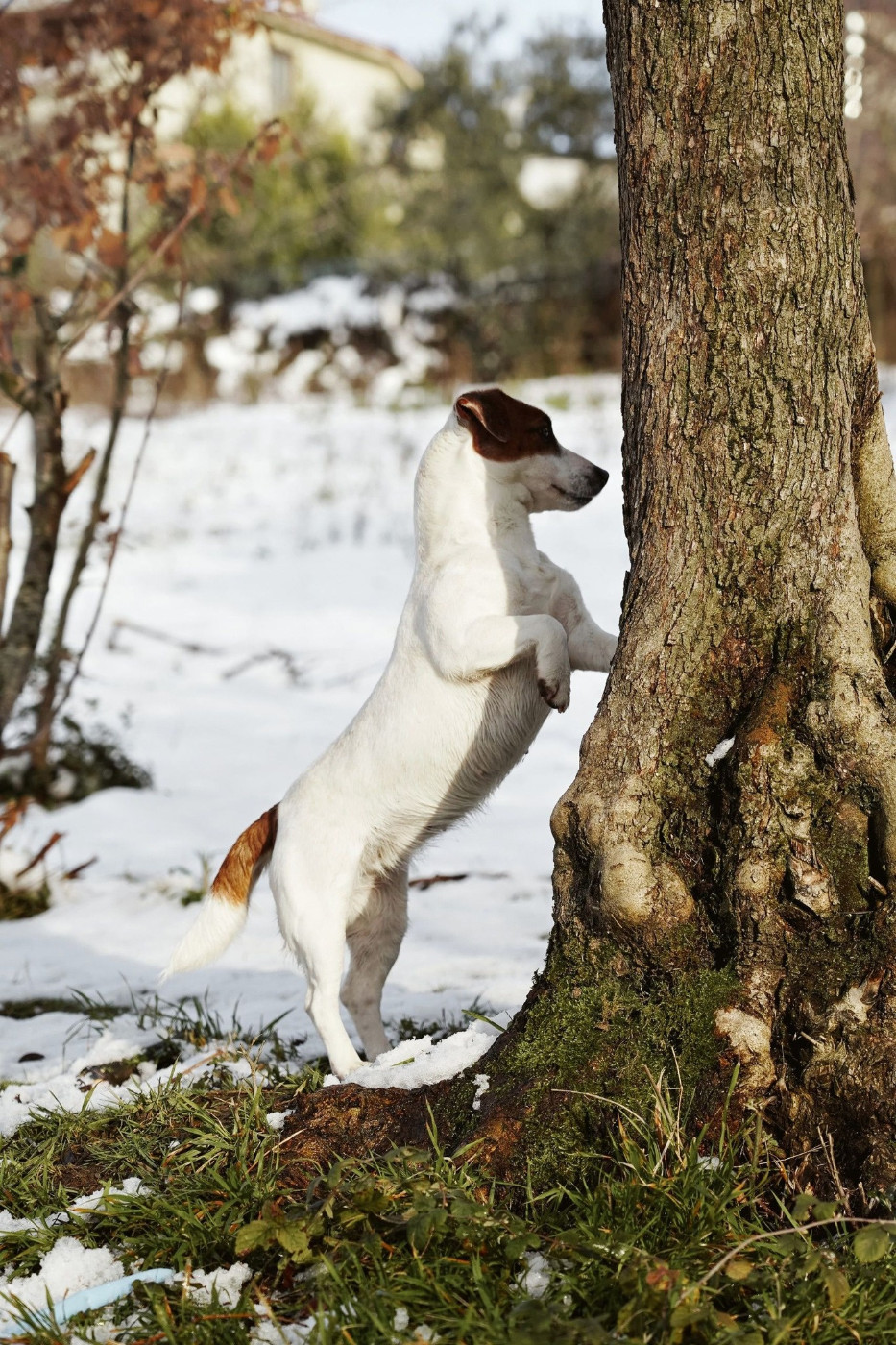 Publication : Des Terriers Du Large