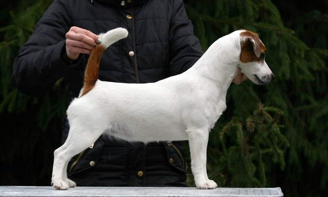 Publication : Des Terriers Du Large