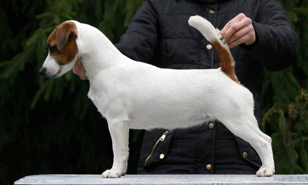 Publication : Des Terriers Du Large