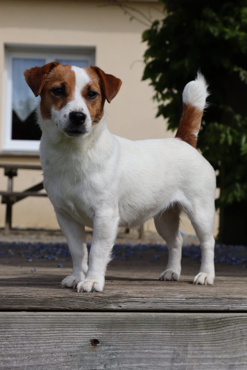Tempérance Des Terriers Du Large