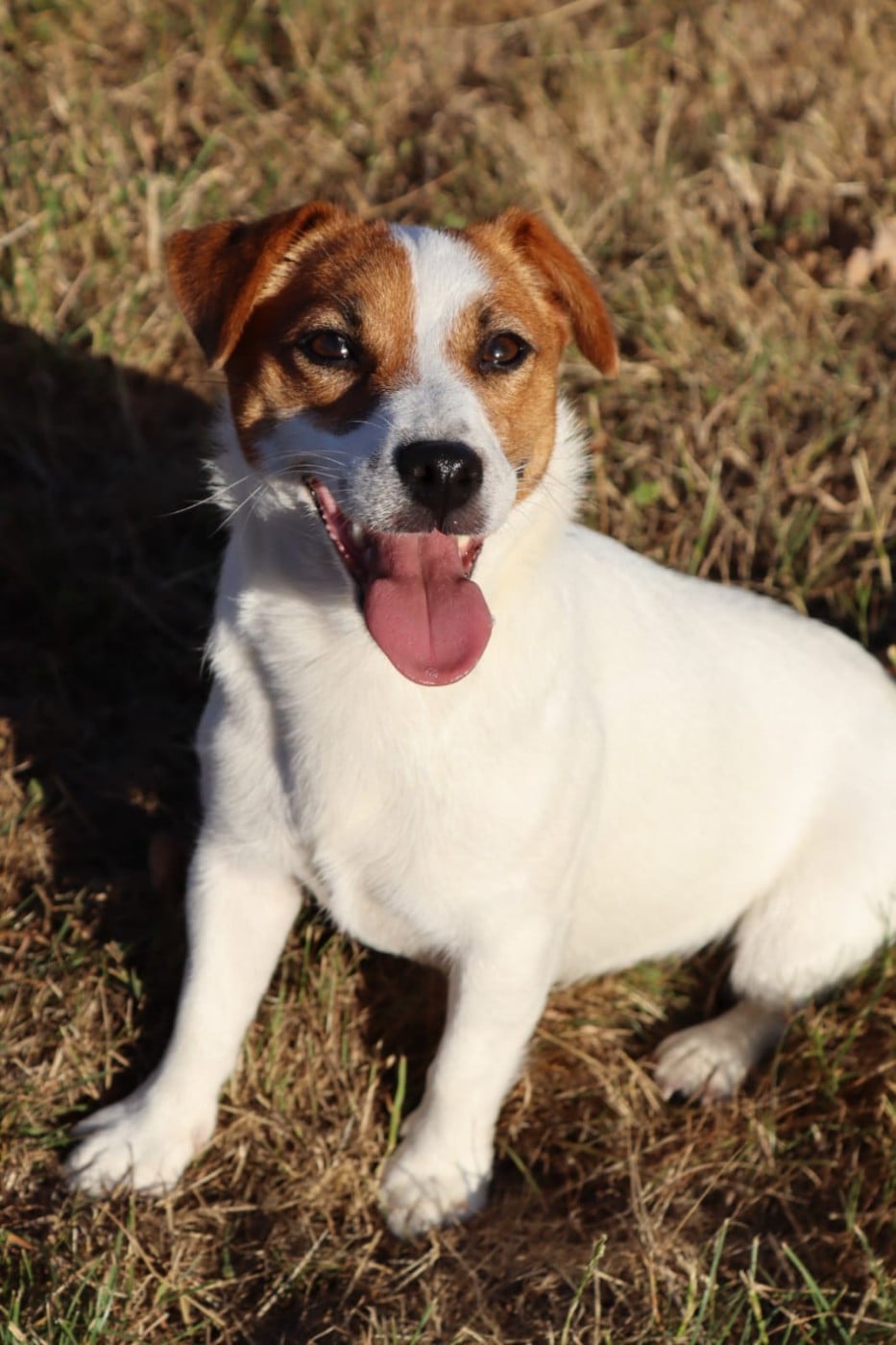Tempérance Des Terriers Du Large