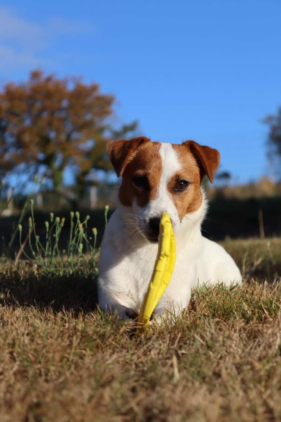 Tempérance Des Terriers Du Large