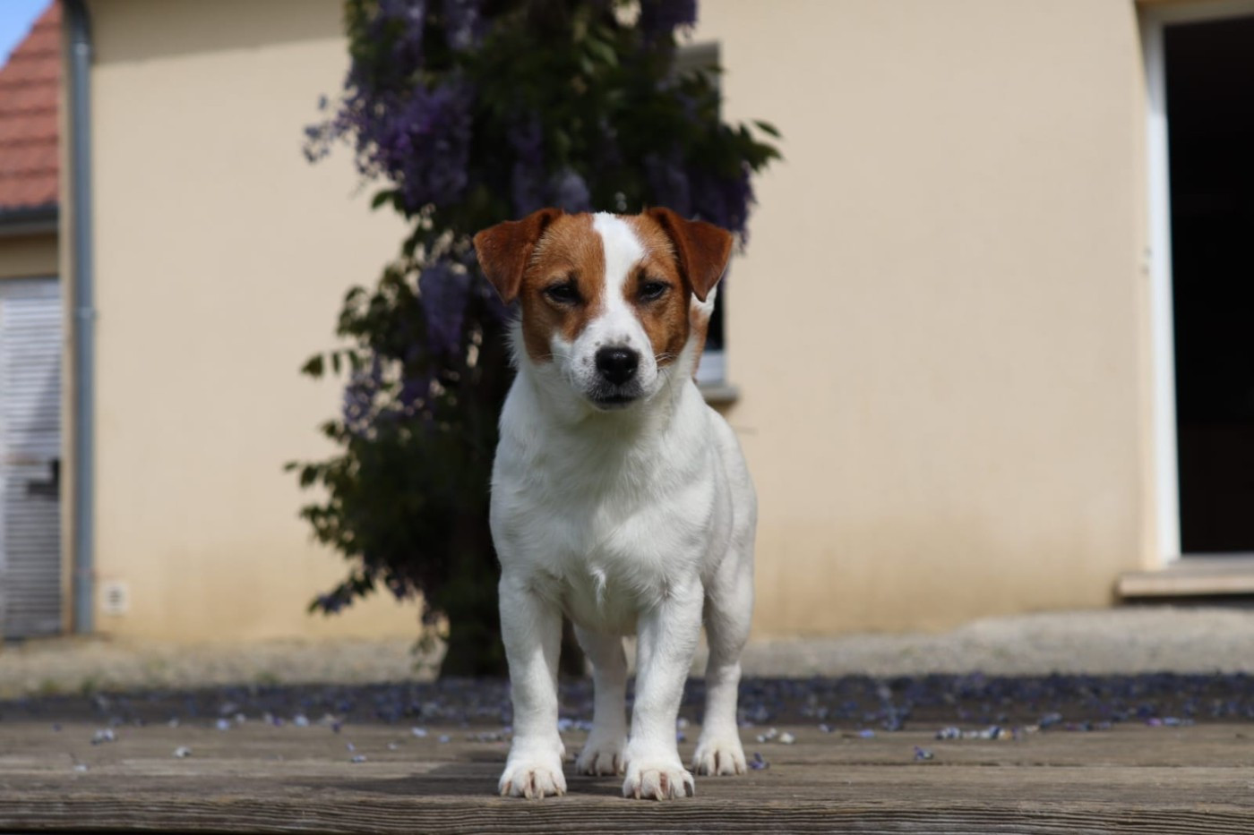 Tempérance Des Terriers Du Large
