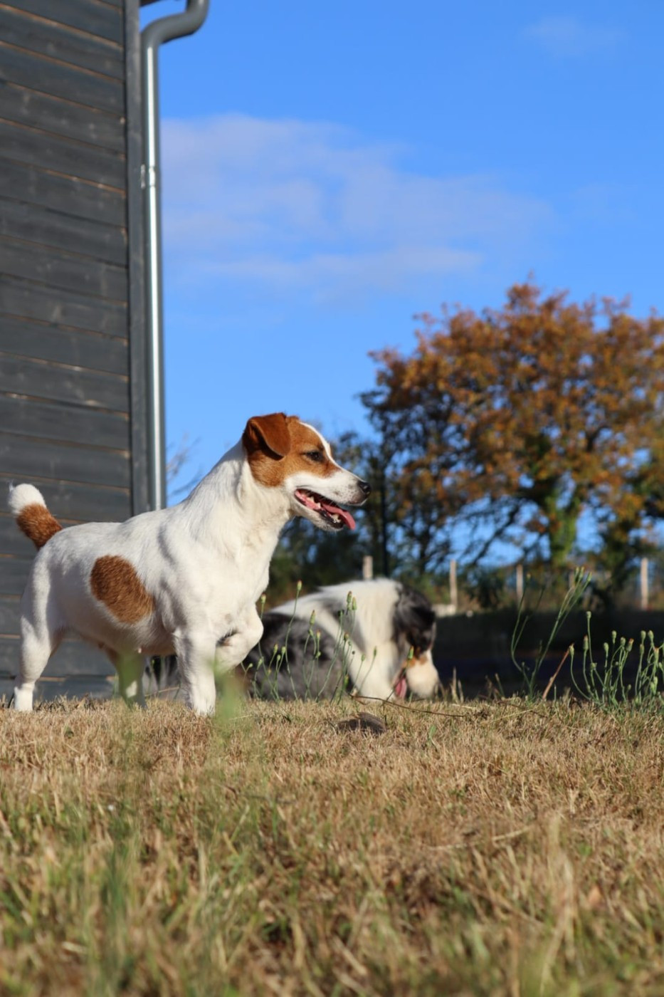 Tempérance Des Terriers Du Large