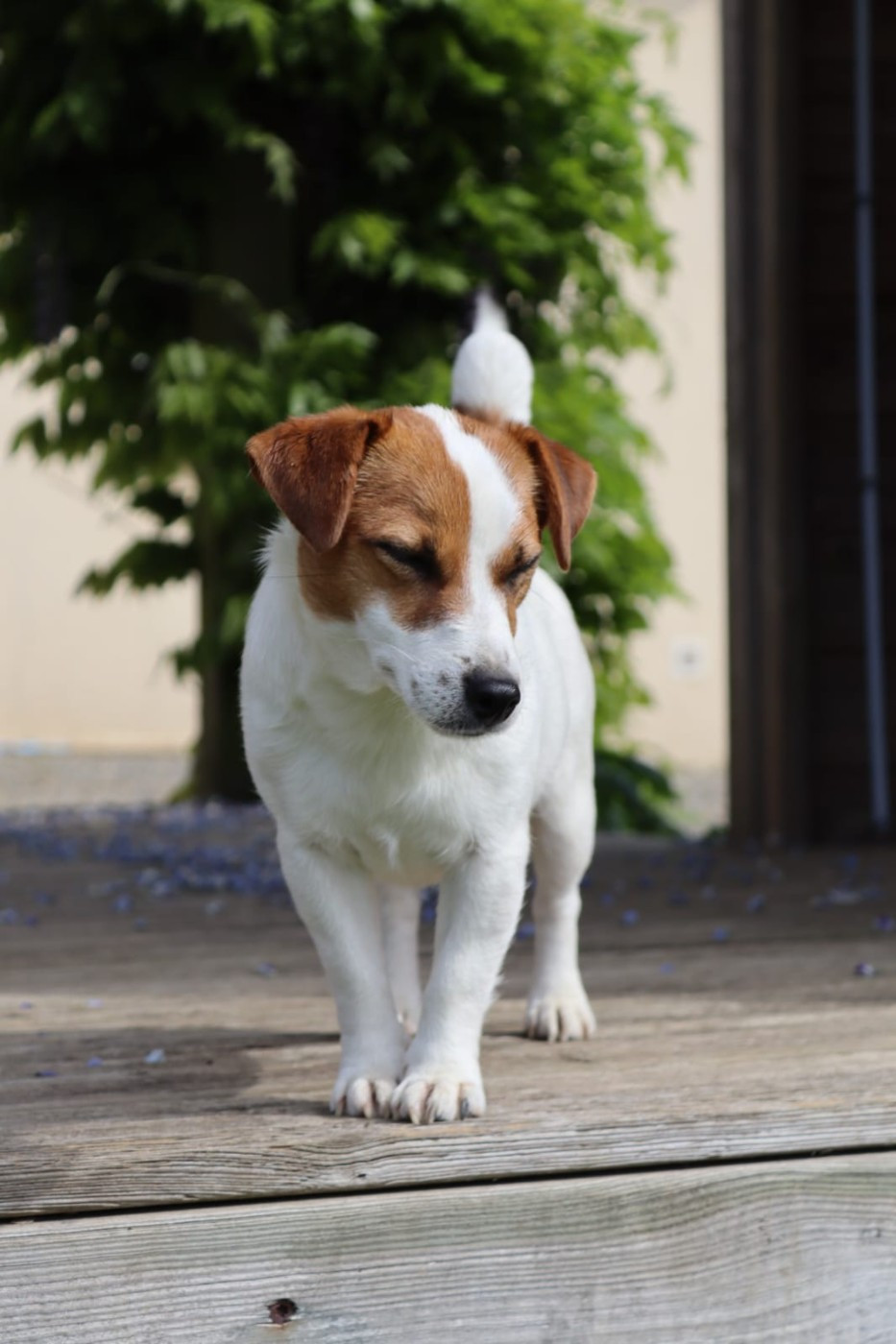 Tempérance Des Terriers Du Large