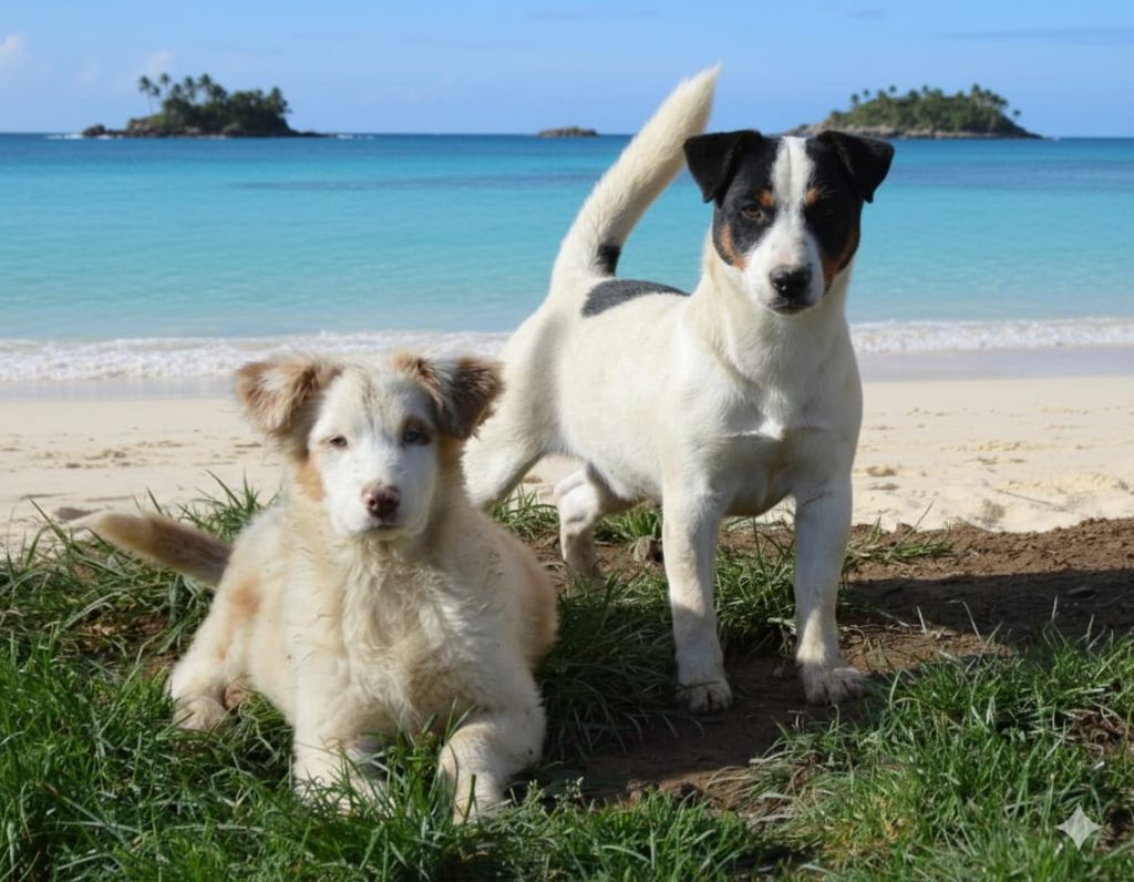 Syrius black di eolohouse