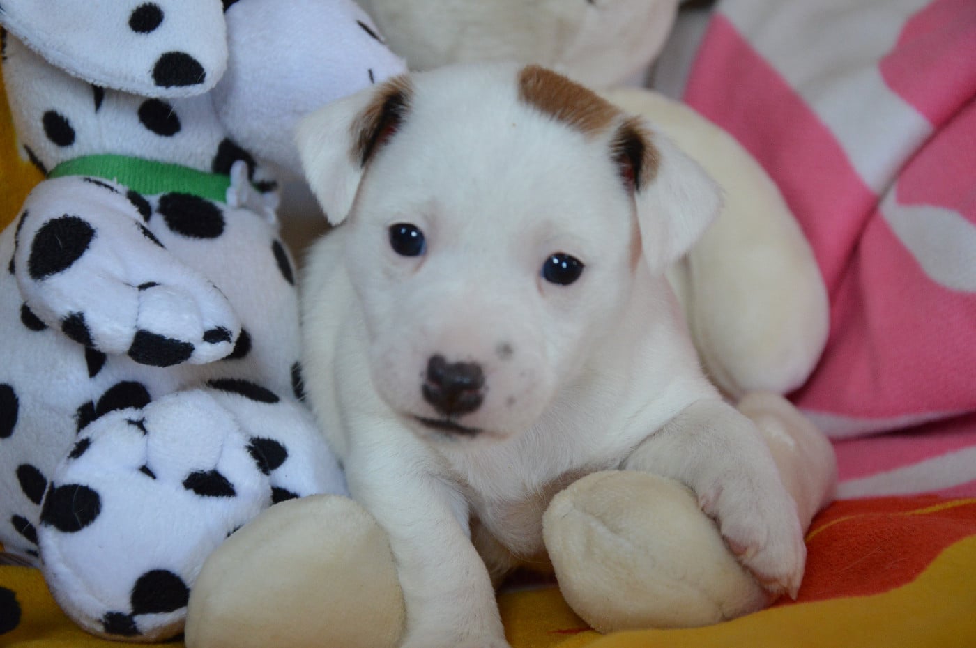 CHIOT 1