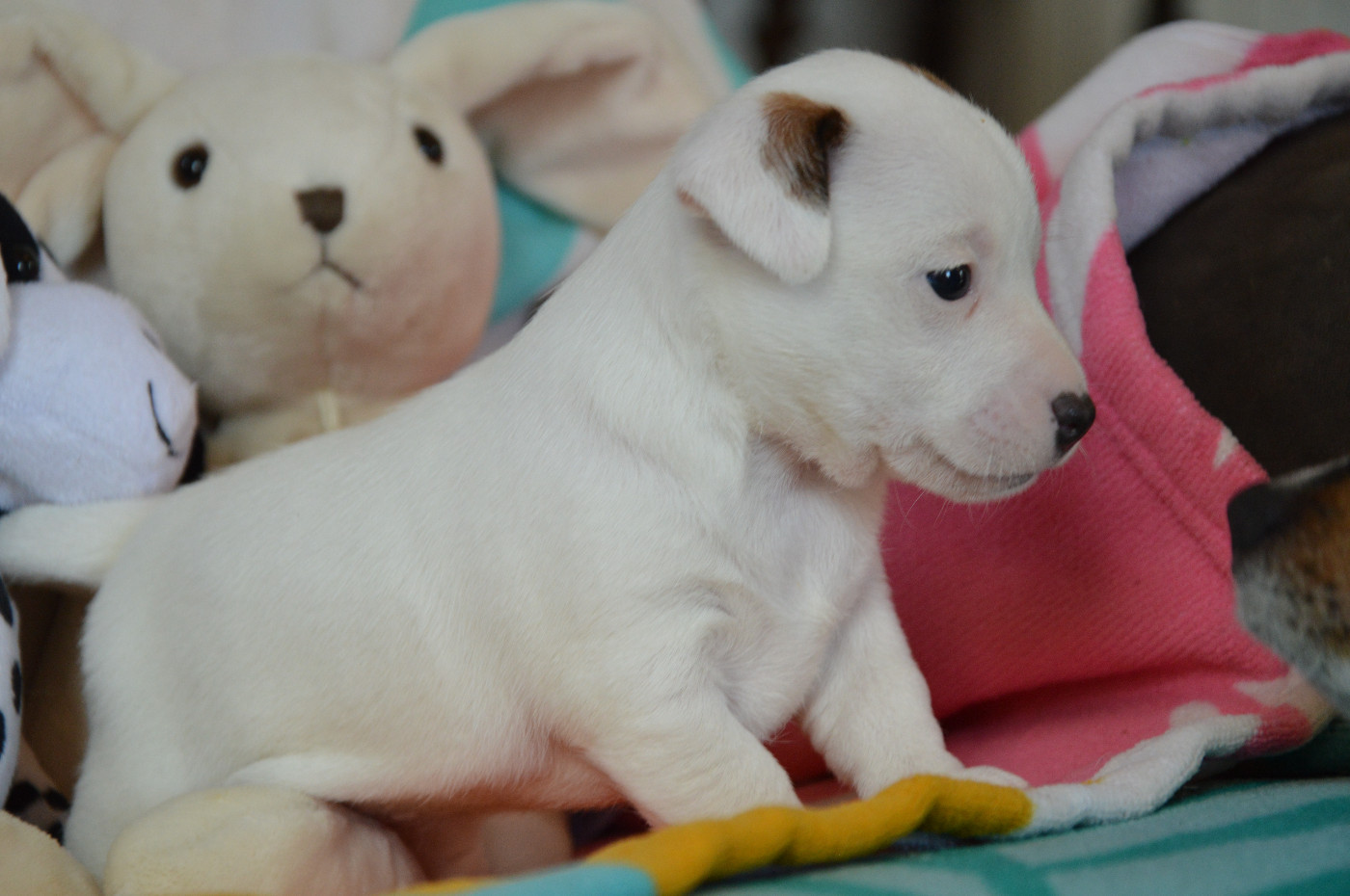 CHIOT 1