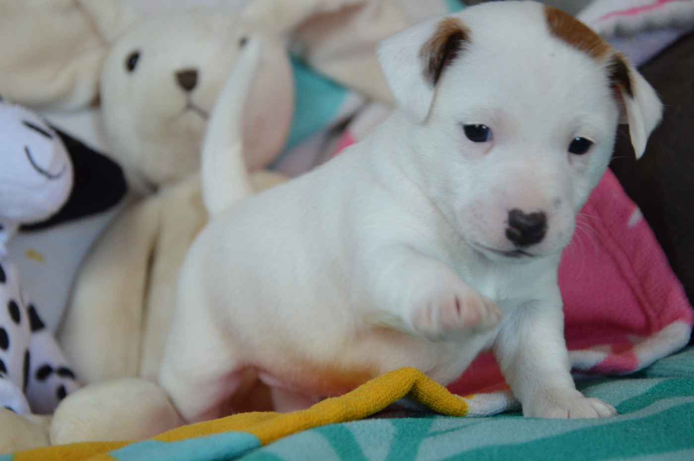 CHIOT 1