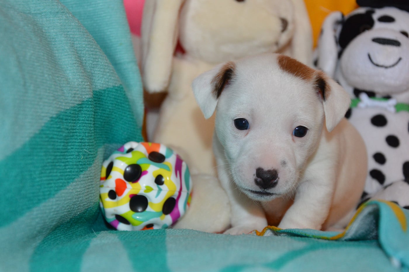 CHIOT 1