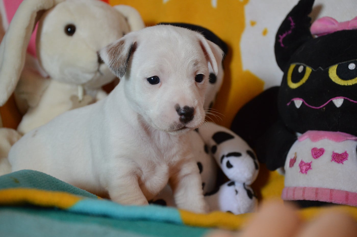 CHIOT 2