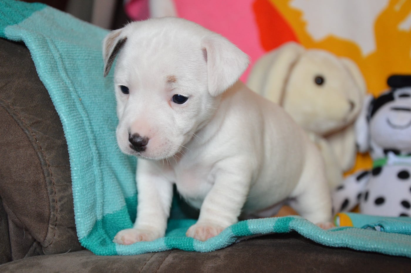 CHIOT 2
