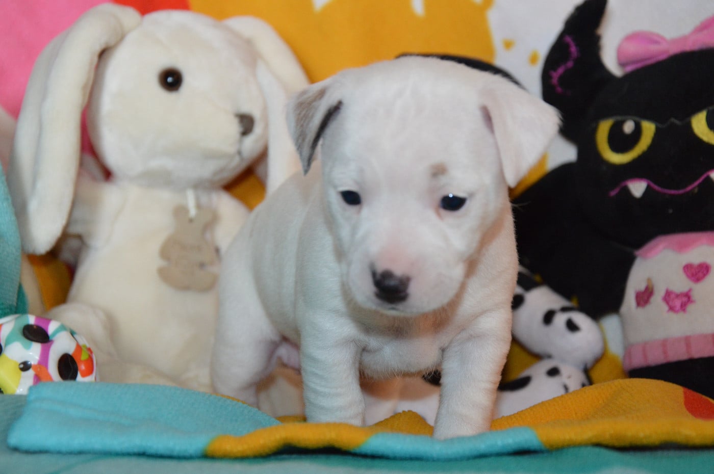 CHIOT 2