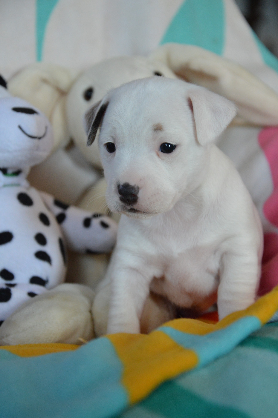 CHIOT 2