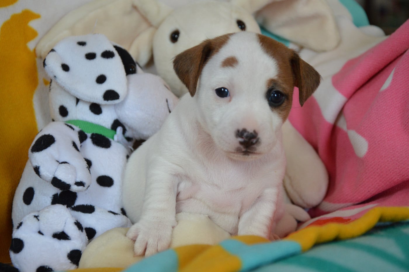 CHIOT 3