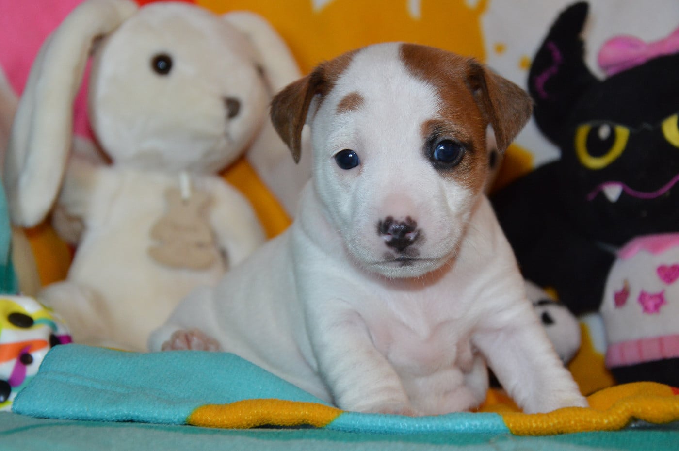 CHIOT 3