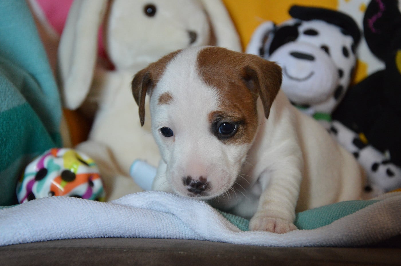CHIOT 3