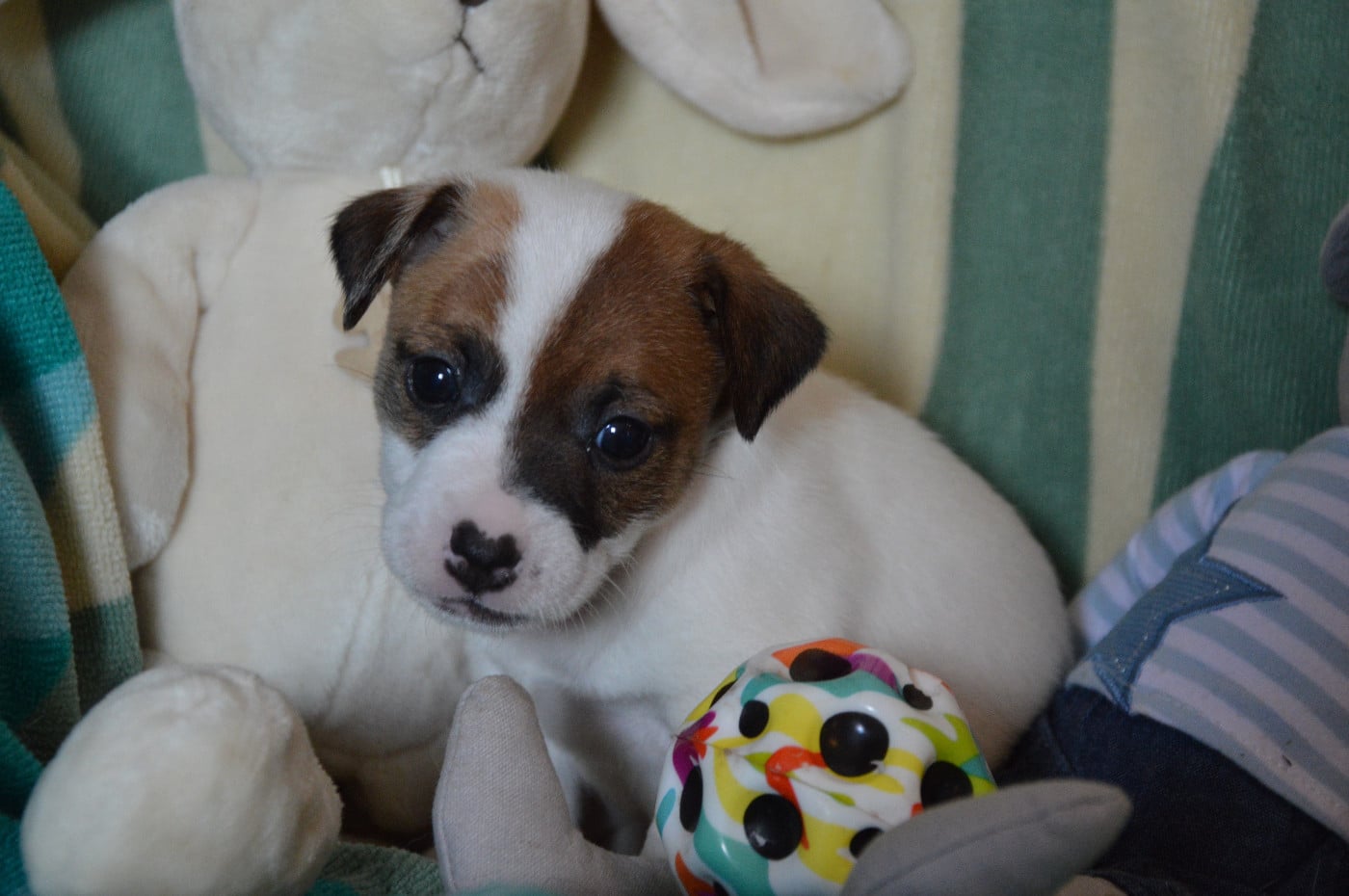 CHIOT 4