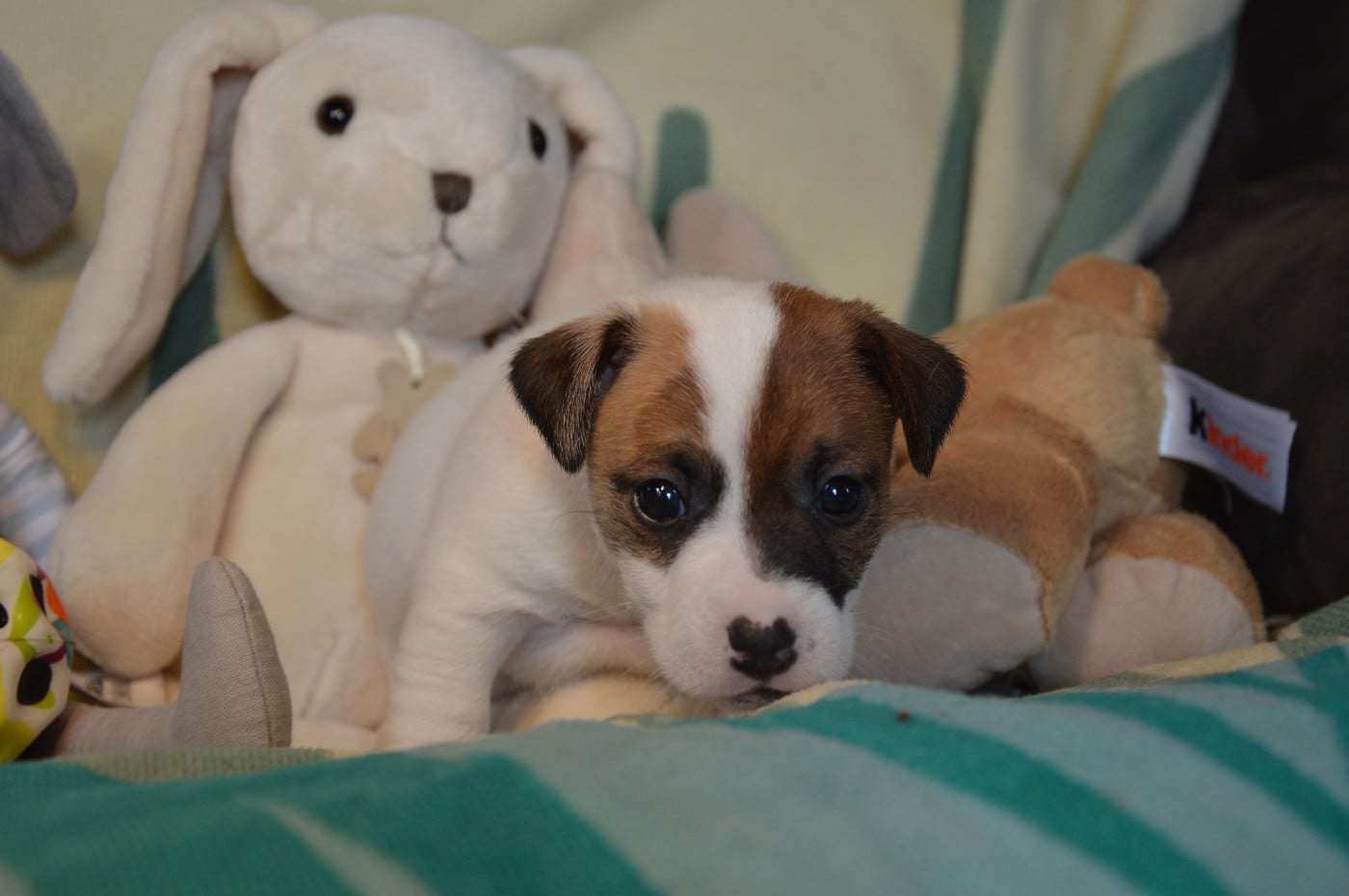 CHIOT 4