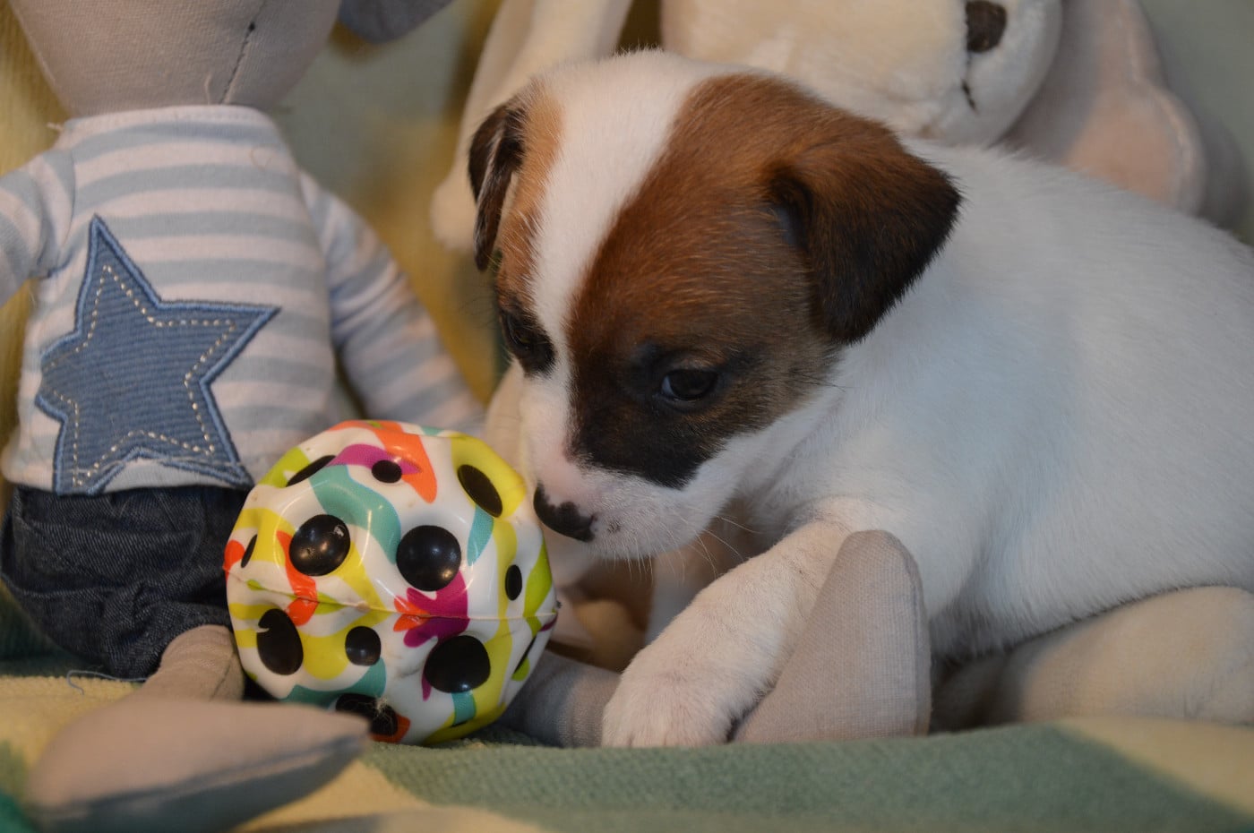 CHIOT 4