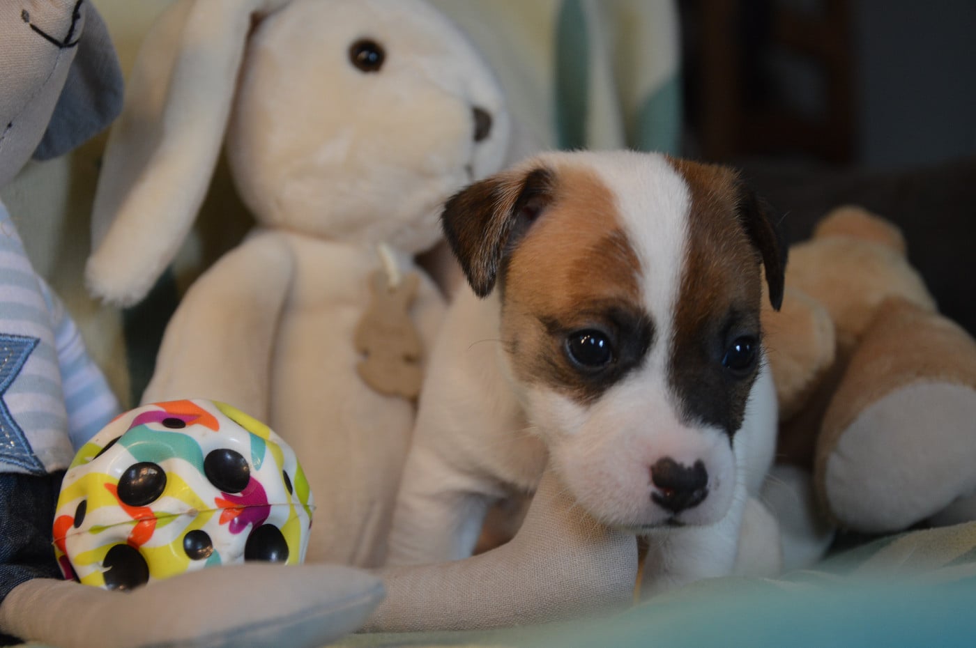 CHIOT 4