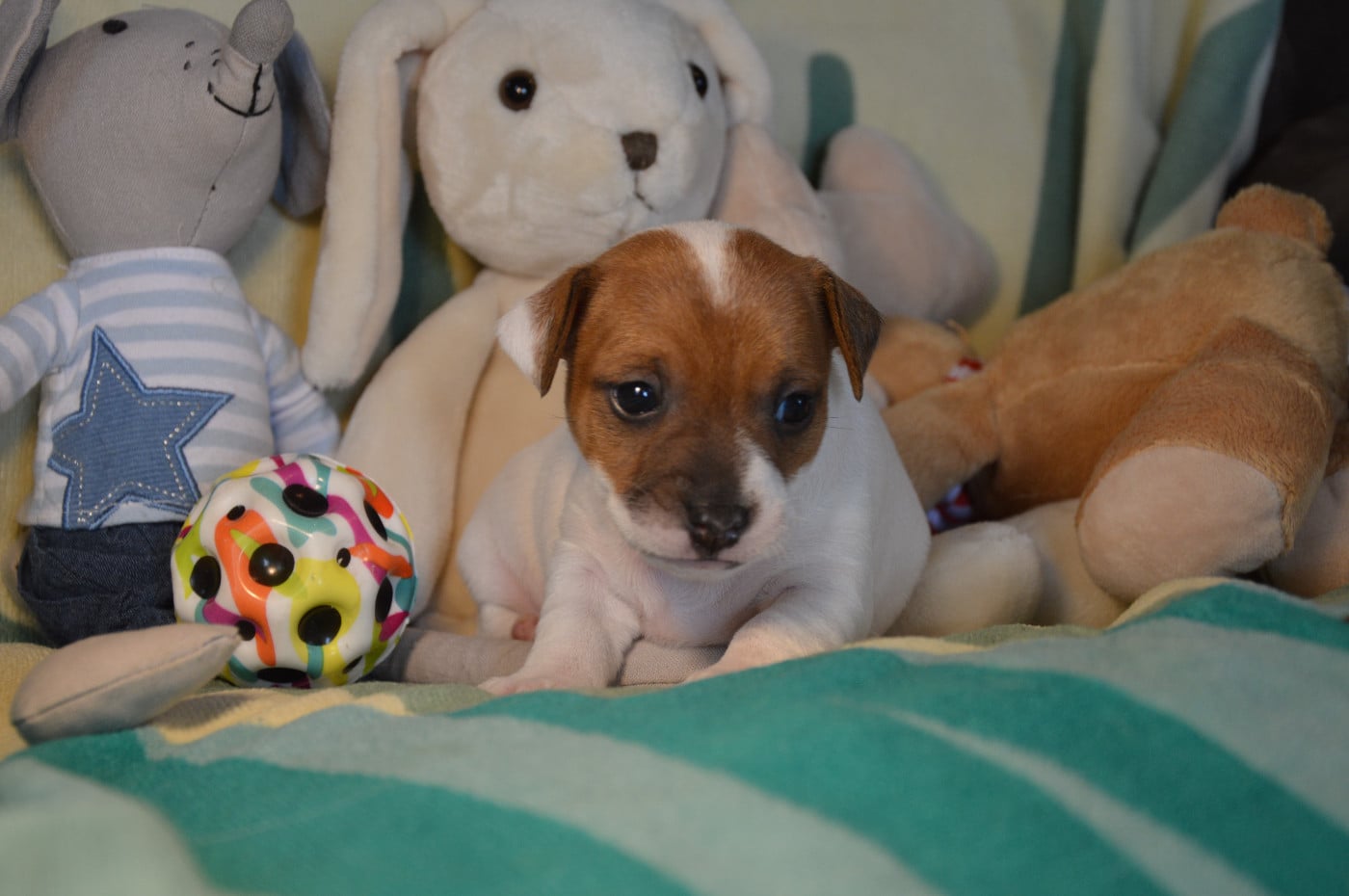 CHIOT 5